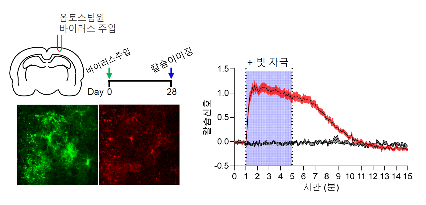 [그림 2] 뇌 조직 내 별세포에서의 광유전학적 칼슘 신호 조절