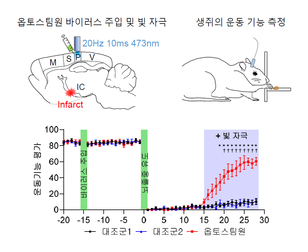 [그림 3] OptoSTIM1으로 인한 뇌졸중 후 운동기능 회복