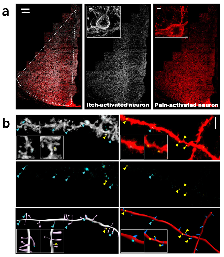 Figure 2. Synaptic Connections Between Stimulus-Specific Neuronal Populations in the ACC and MD