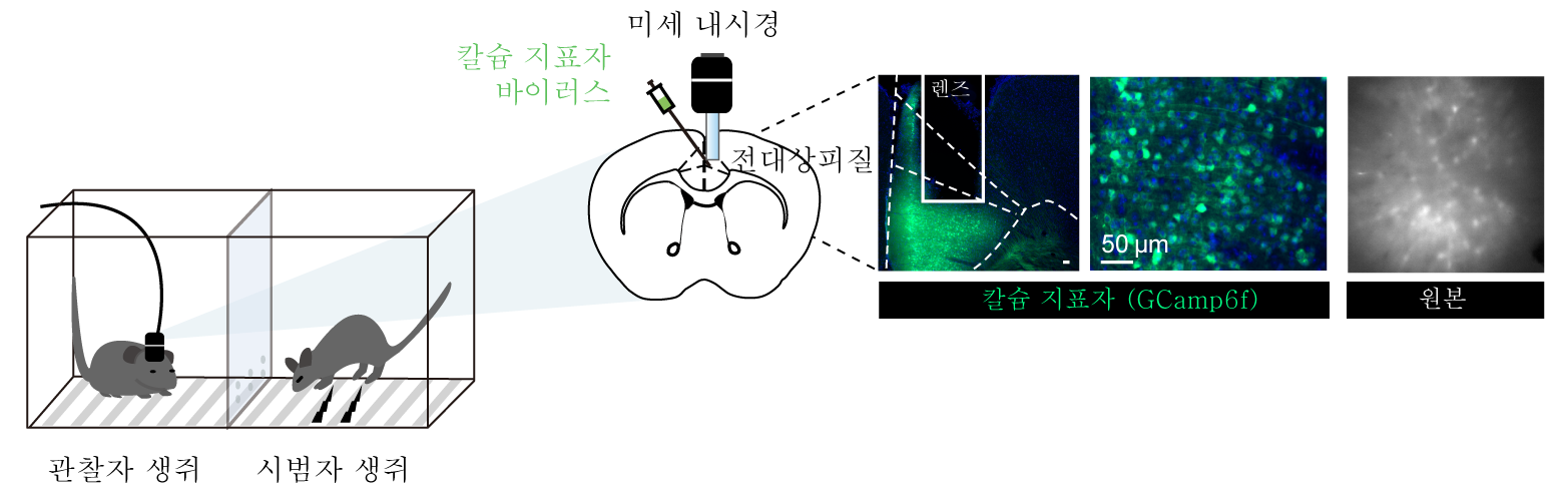 [그림1] 관찰 공포 실험 중 전측대상회피질(ACC) 신경세포 활성