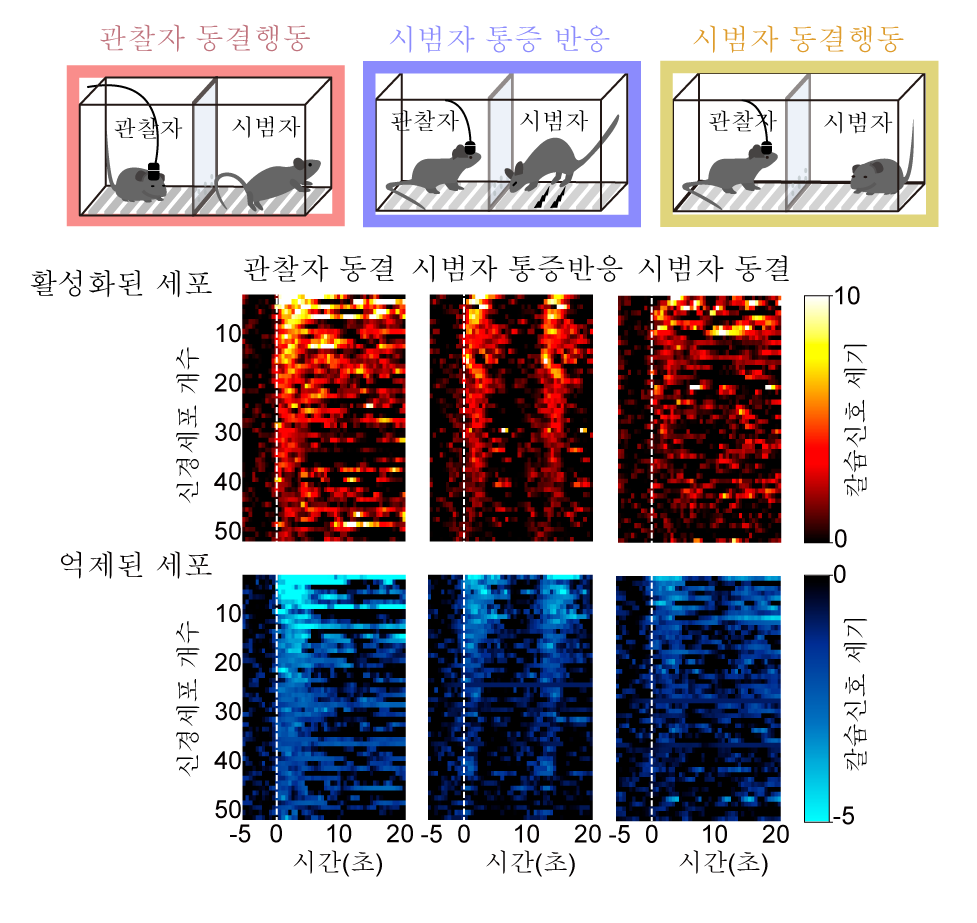[그림2] 생쥐 행동과 전측대상회피질(ACC) 신경세포의 활성 예시