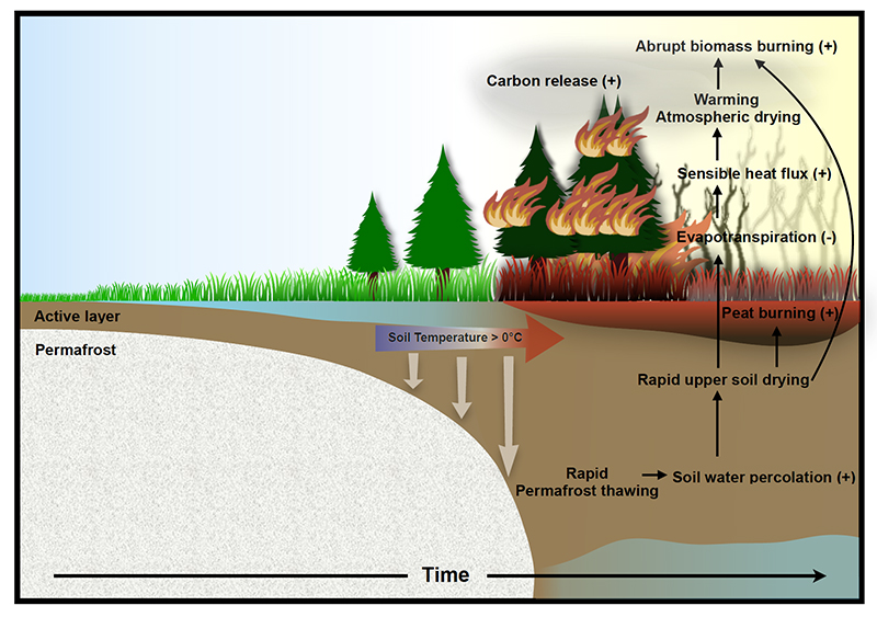 Figure 1. Hypothesis on the preservation and integration of pain information