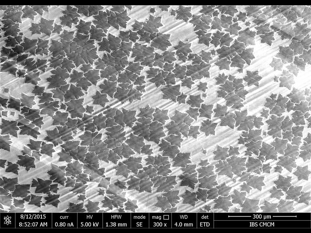 2015 IBS Art in Science