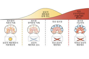 면역반응 조절하는 림프절 세포 작용 밝혔다