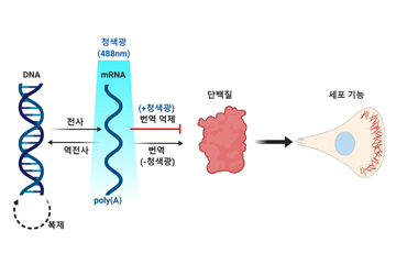 빛으로 RNA 이동과 단백질 합성 조절