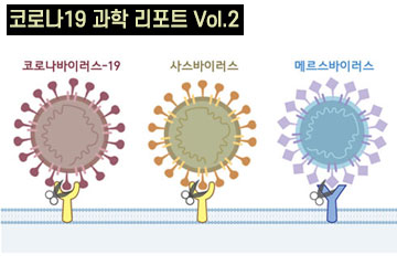 코로나 바이러스-19의 구조적 특징과 침투 경로를 차단하는 치료 전략