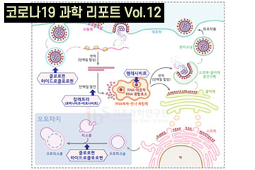 코로나19 치료제 후보 ‘클로로퀸’은 어떤 작용을 하는가