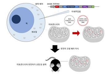 미토콘드리아 DNA 고친다…첫 동물실험 성공