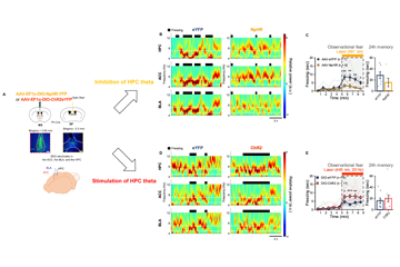 Synchronized neural oscillations in the right brain induce empathic behavior