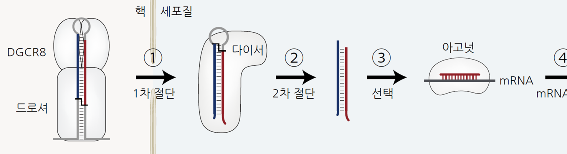 RNA 유전자 치료제 개발 새 가능성 열었다