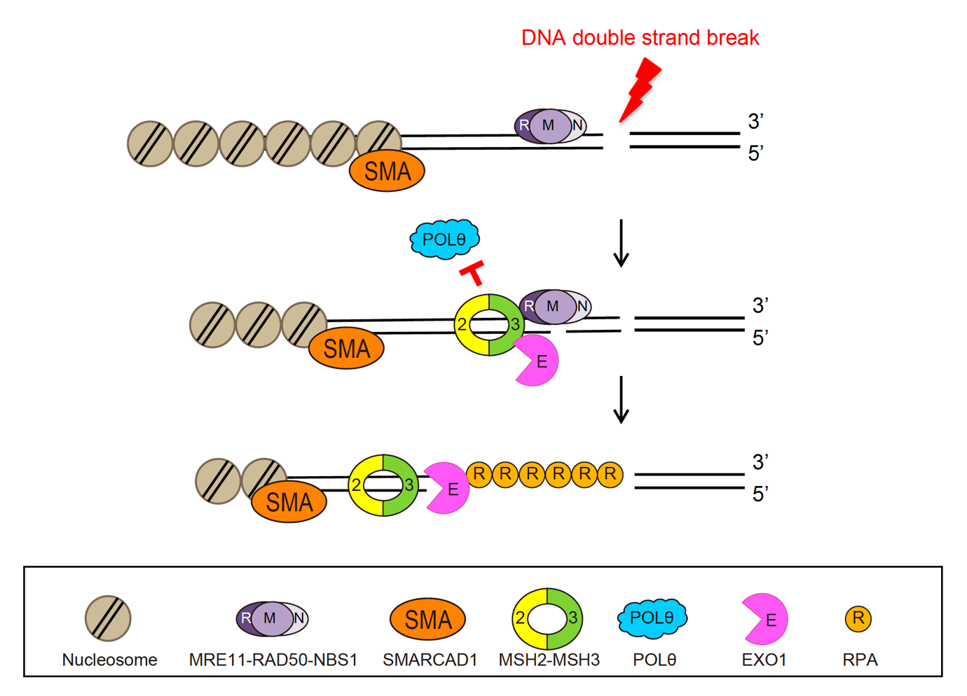 How cells select DNA damage repair pathways