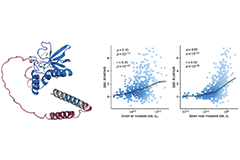 Protein mutant stability can be inferred from AI-predicted structures