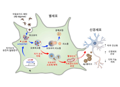 새로운 세포 청소부, 뇌 속 별세포가 알츠하이머 치매 치료 가능성 높인다