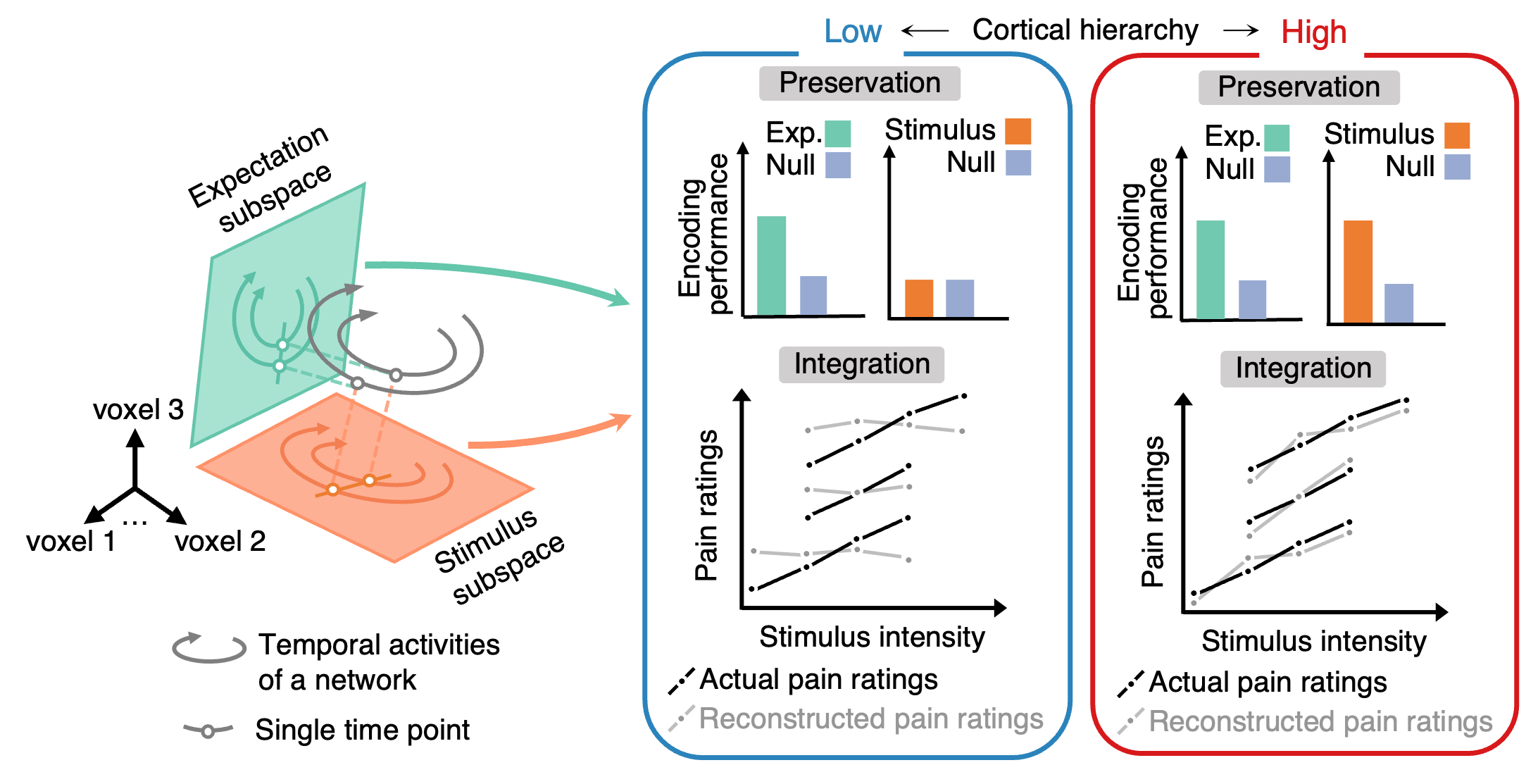 New Study Reveals How the Brain Integrates Pain Prediction and Stimuli