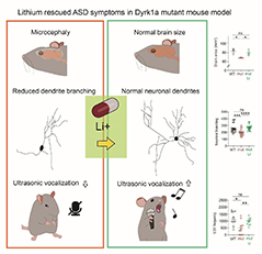 Lithium as a potential therapeutic option for autism spectrum disorder treatment