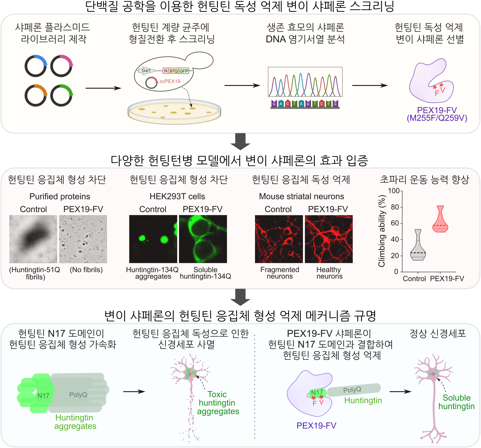 퇴행성 신경질환 치료, 단백질 공학에서 해법 찾았다