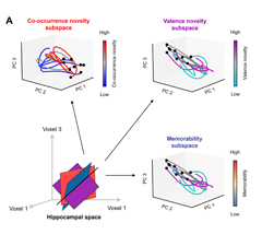 How Does the Hippocampus Coordinate Memory Encoding and Retrieval?