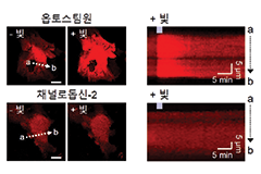 머릿속 별세포를 비춰라! 새로운 뇌졸중 치료 전략 제시