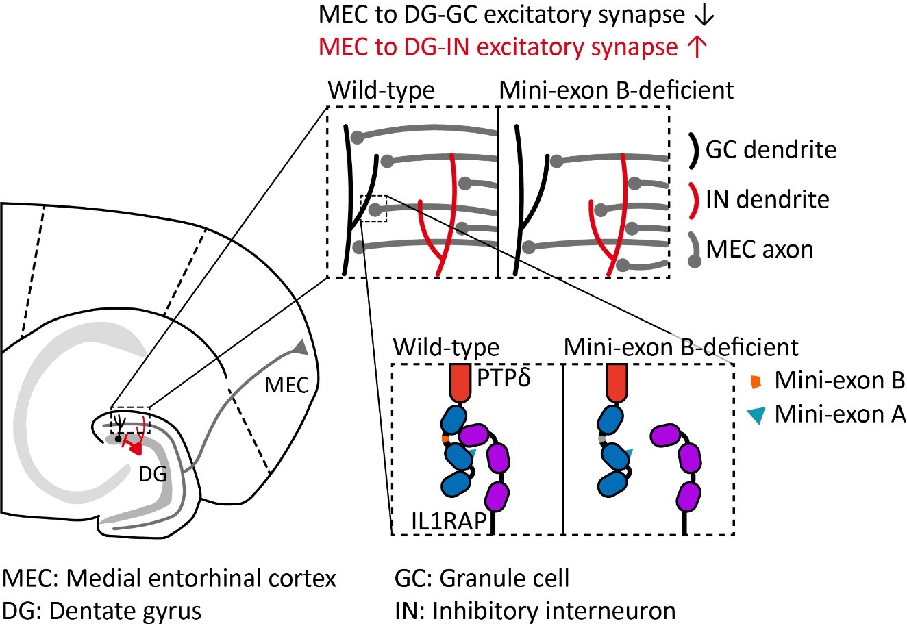 Tiny Genetic Switch Found to Control Brain Balance and Behavior