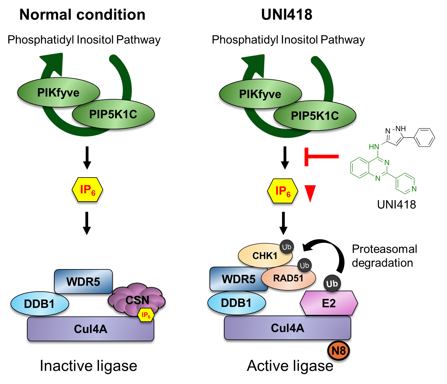 Scientists Discover a New Way to Make Drug-Resistant Cancer Treatable Again
