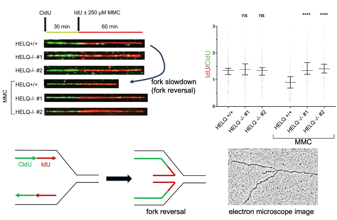 Scientists Reveal How Cells “Back Up” DNA Replication to Survive Severe Damage