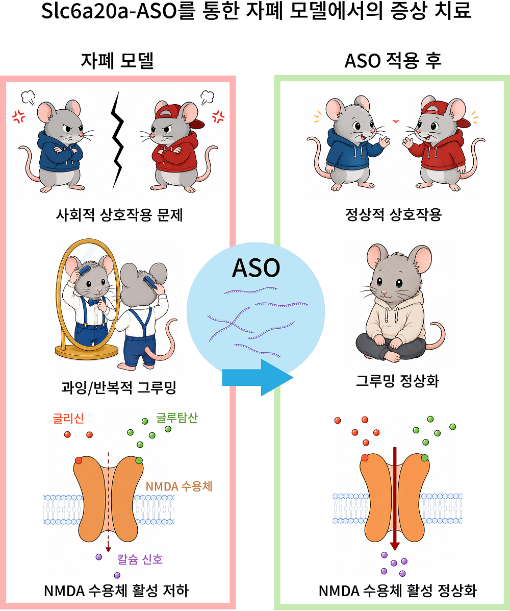 자폐증 핵심 증상 개선할 새로운 치료 전략 찾았다