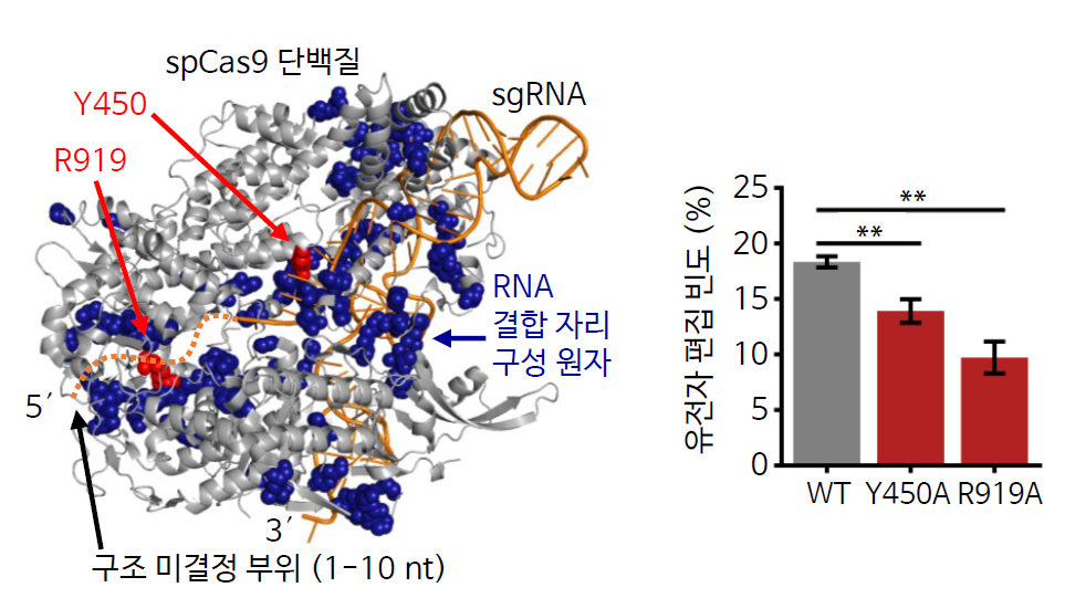 그림 3. spCas9의 RNA 결합자리 동정 및 유전자 편집 기능에 중요한 RNA 결합자리 규명.