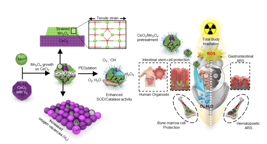 Figure 1. Schematic illustration of highly catalytic CeO2/Mn3O4 nanocrystals preventing acute radiation syndrome.