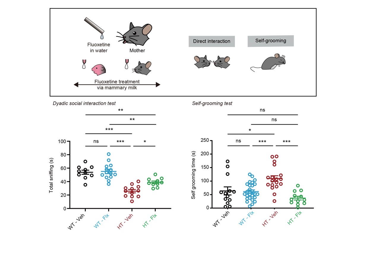 그림 4. 유년기 치료를 받은 ARID1B 결손 생쥐의 행동 증상 변화
        ARID1B 결손 생쥐의 행동적 증상은 전전두엽의 흥분성 시냅스 숫자의 감소로 인해 유발된다. 흥분성 시냅스 항진 약물인 플루옥세틴을 유년기에 투여한 실험(위) 결과, 사회성 저하(아래 왼쪽)와 반복 행동(아래 오른쪽) 등 행동 증상이 유의미하게 치료됨을 확인했다.