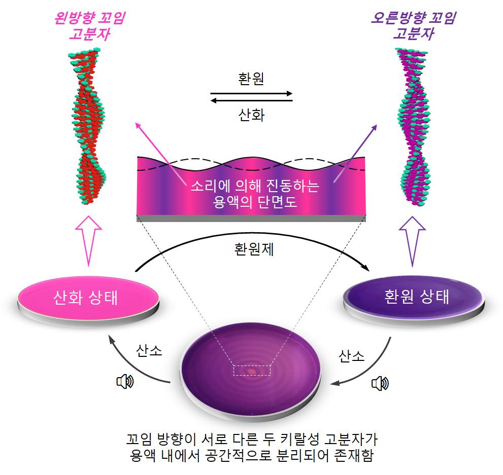 
            [그림 1] 소리를 이용한 키랄성 분자들의 공간적 분리
            소리에 의해 생선된 물결에는 마루와 마디가 존재한다. 마루는 공기 중 산소가 많이 공급되어 산화 반응이 일어나는 영역이다. 산화-환원 상태에 따라 서로 다른 꼬임 방향을 가지는 키랄성 고분자 물질은 용액 내에서 산소가 풍부한 산화 영역과 산소가 부족한 환원 영역에 각각 분리되어 존재한다. 산화-환원 상태에 따라 색깔이 다른 고분자를 이용하면 번갈아 나타나는 동심원 모양의 색깔 패턴이 형성된다. 두 물질의 공간적 형성과 분리가 이뤄졌음을 시각적으로 확인할 수 있다. 