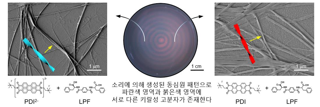 [그림 2] 소리를 이용한 키랄성 고분자 물질 분리
            PDI 분자는 LPF 분자와 결합하여 왼방향 꼬임 고분자를 형성하지만, 환원된 PDI2- 분자는 오른방향 꼬임 고분자를 형성한다는 성질이 있다. PDI, LPF, 그리고 환원제를 함께 섞고 용액에 소리를 적용하면, 용액이 산화 영역과 환원 영역으로 분리되면서 각각의 영역에 서로 다른 꼬임 방향을 가지는 키랄성 고분자가 존재하게 된다. 두 물질의 색깔이 다르므로 동심원 색깔 패턴으로 두 물질의 시공간적 형성과 분리가 이루어졌음을 확인할 수 있다. 좌: PDI2-와 LPF 분자로 이루어진 오른방향 꼬임 고분자의 SEM 이미지. 중: 소리 적용 후 생성된 동심원 패턴 사진. 우: PDI와 LPF 분자로 이루어진 왼방향 꼬임 고분자의 SEM 이미지. 