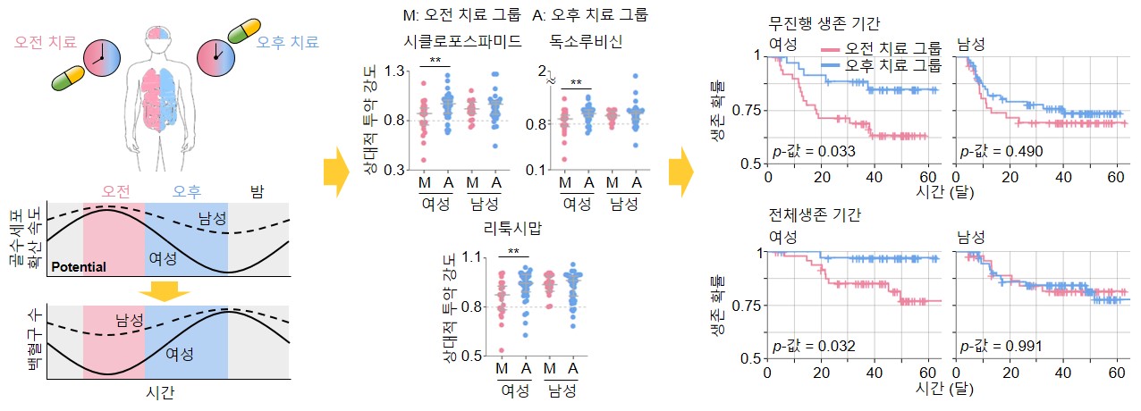 [그림 2] 림프종 환자들을 위한 시간항암요법 개발
            하루 중 골수세포 확산 속도가 남성에 비해 여성에서 큰 차이가 나고, 오전에 확산 속도가 최대가 된다(왼쪽). 이 때문에 여성 환자에게 오전에 항암제를 투약할 시 골수세포의 확산이 억제되어 항암 부작용의 발생 빈도가 증가한다. 부작용이 발생하면 환자 안전을 위해 투약량을 줄이기 때문에, 상대적 투약 강도가 감소한다(가운데). 오전 치료를 주로 받은 여성 환자의 항암치료 효율이 감소하여, 생존 확률이 감소하게 된다(오른쪽). 오후에 주로 치료를 받은 여성 환자 그룹은 60개월 이후 13% 환자들만이 병이 악화되었고, 2%의 환자들이 사망했다. 반면, 오전에 주로 치료를 받은 그룹은 37%의 환자들이 병이 악화되고, 25%의 환자들이 사망했다. 남성의 경우 시간에 따른 유의미한 치료 효율 차이가 없는 것으로 확인됐다.