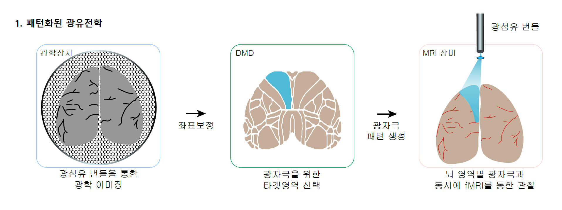 [그림2] 전체 광유전학 fMRI 시스템
            (왼쪽) 광학 이미징 모듈에 의해 획득된 뇌의 광 이미지(뇌를 위에서 내려다보는 방향). 이 이미지를 기준으로 대뇌 피질 영역들의 위치를 보정한다. (중간) 총 56개의 대뇌 피질 영역 중 목표 영역을 설정하고(파란색 영역), DMD로 그에 해당하는 이미지를 생성한다. (오른쪽) 이렇게 생성된 이미지는 광섬유 번들을 통해 뇌로 전달되어 해당 영역에 있는 신경 세포 활동이 활성화 된다. 이로 인해 유발되는 뇌 전체의 변화는 fMRI로 측정된다.