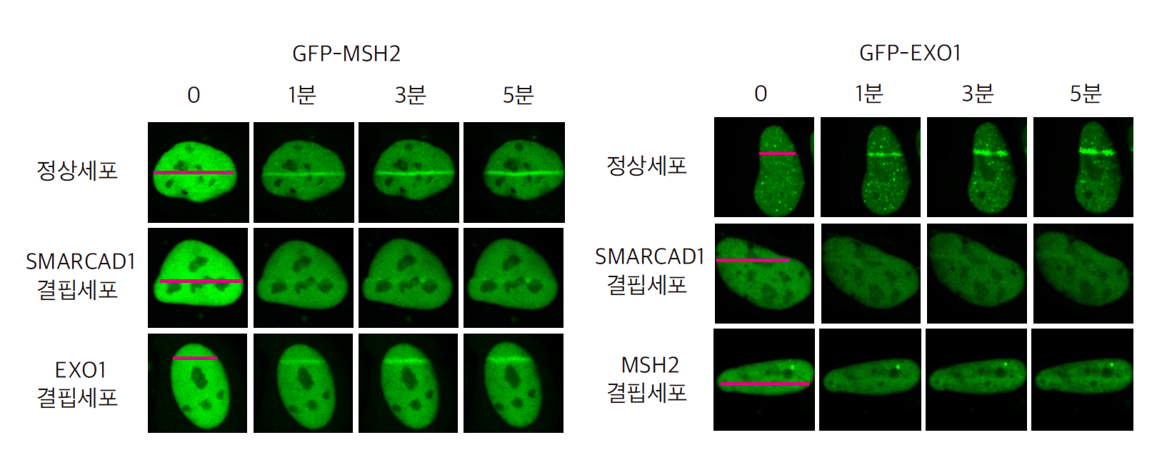 [그림 2] SAMRCAD1-MSH2-EXO1의 순서로 DNA 이중나선절단 부위로 접근
            정상세포에 355nm 레이저를 조사하여 DNA 이중나선절단 손상 부위를 만들면 (빨간색 선) 시간이 지남에 따라 형광단백질로 표지된 MSH2와 EXO1 단백질이 손상 부위로 이동하는 것을 확인할 수 있다 (왼쪽 첫 번째 그림-MEH2, 오른쪽 첫 번째 그림-EXO1). 그러나 MSH2의 상위조절 단백질인 SMARCAD1이 결핍된 세포에서는 MSH2의 접근이 억제되지만, MSH2의 하위조절 단백질인 EXO1이 결핍된 세포에서는 MSH2의 접근에 문제가 없는 것을 확인했다 (오른쪽 그림). 또한,  각각 SMARCAD1과 MSH2가 결핍된 세포에서는 EXO1의 접근이 억제됨을 확인했다 (오른쪽 그림). 따라서, DNA 이중나선절단 복구 시 각각의 단백질이 SMARCAD1-MSH2-EXO1 단백질의 순서로 손상 부위에 접근한다는 것을 알 수 있다.