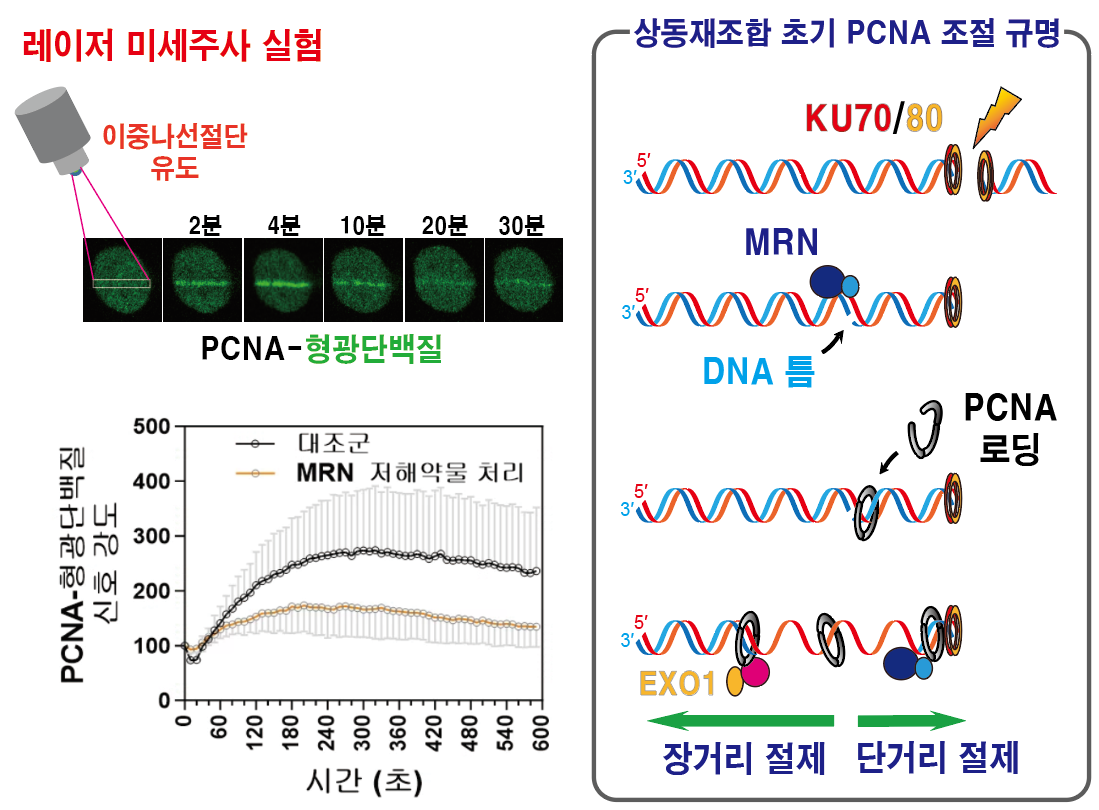 [그림 1] DNA 이중나선절단 부위 인접 DNA 틈에 결합하는 PCNA