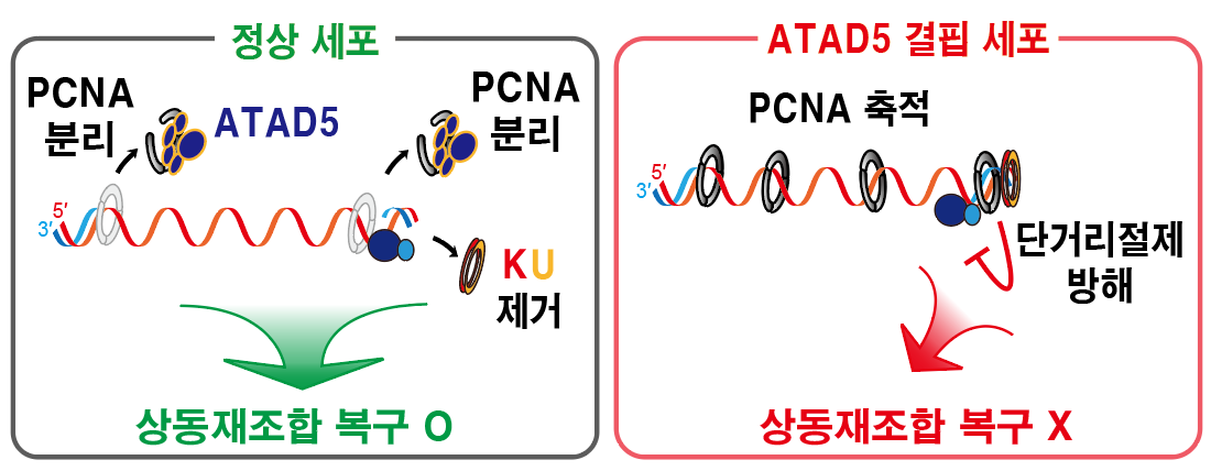 [그림 2] DNA 이중나선절단 부위에 남은 PCNA가 상동재조합 복구 결함을 일으키는 메커니즘