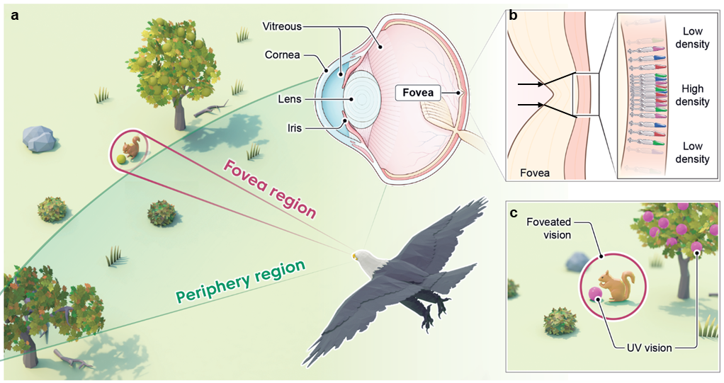 Figure 1 Structures and functions of bird’s eye. (a) Bird vision. (b) Deep central fovea and four types of cones. (c) Foveated vision and tetrachromatic vision.