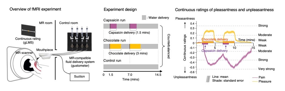 Figure 1. Overview of the fMRI experiment
        Left: Fluids were delivered using an MR-compatible fluid delivery system (gustometer) and removed from participants’ mouths during the experiment using a suction device.
        Middle: Capsaicin or chocolate fluid was delivered twice during the scan, with a duration of 1.5 minutes each for capsaicin fluid and a duration of 3 minutes each for chocolate fluid. The entire run lasted 14.5 minutes.
        Right: Participants continuously rated pleasantness or unpleasantness (purple: pain, yellow: pleasure) while receiving capsaicin and chocolate (n = 58).
        