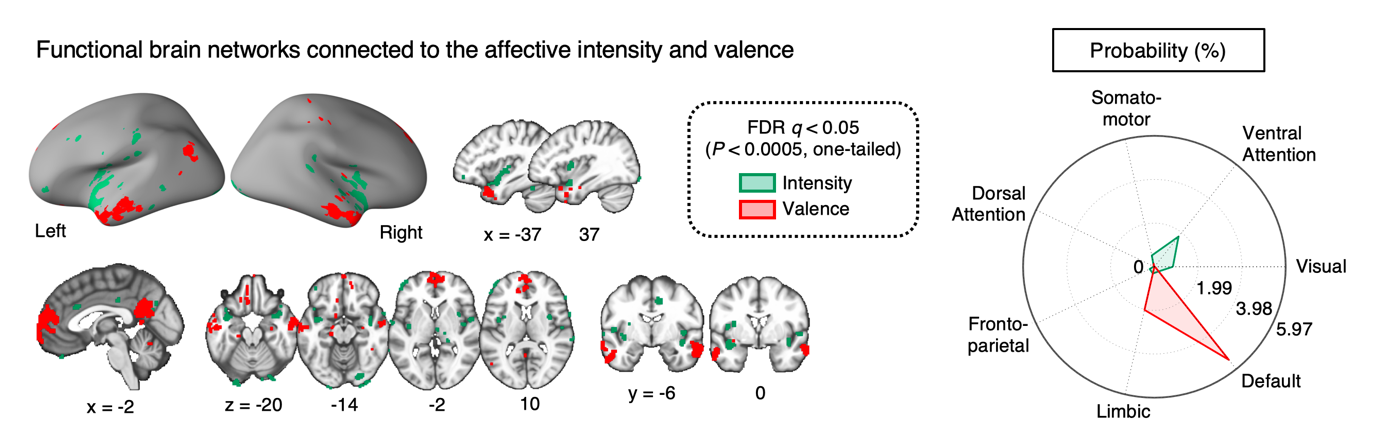 Figure 3. Functional brain networks that are connected to the affective intensity and valence information
        Left: The affective valence information is connected to the limbic and default mode networks, and the affective intensity information is connected to the ventral attention network. Right: The probability that the affective intensity and valence is connected to each of 7 functional brain networks.