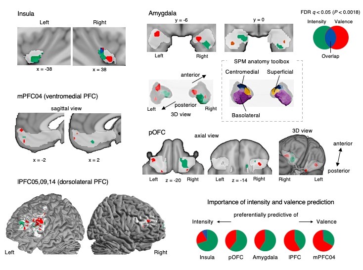 Figure 2. Important brain regions for predicting affective information related to pleasure and pain
        These brain regions include groups of subregions contributing to predicting pleasantness or unpleasantness scores (affective valence) and their intensity (affective intensity). In predicting the affective intensity, the ventral anterior insula and right ventral and left dorsal amygdala were involved. In predicting the affective valence, the left centromedial and right superficial amygdala and the ventromedial prefrontal cortex were involved.
        