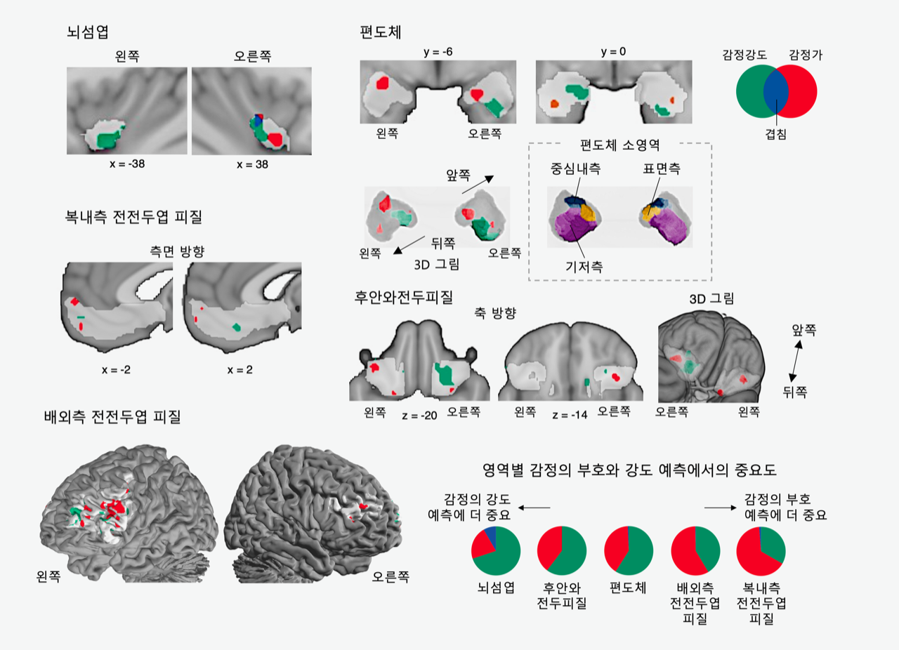 [그림1] 통증과 쾌락의 감정 정보 예측에 중요한 뇌 영역들
                통증과 쾌락에 공통으로 반응하는 뇌 영역. 특히 감정의 부호와 감정의 강도를 예측하는 뇌 활동 패턴에 중요한 뇌 영역들이 표시됐다. 감정의 강도를 예측하는 데는 앞쪽 복측 뇌섬엽(ventral anterior insula)과 편도체(amygdala)의 오른쪽 복측(right ventral), 왼쪽 배측(left dorsal) 영역이, 감정의 부호를 예측하는 데는 편도체의 왼쪽 중심 내측(left centromedial)과 오른쪽 표면측(right superficial) 영역, 복내측 전전두엽피질(ventromedial prefrontal cortex)이 각각 중요한 역할을 하는 것으로 나타났다.
                
