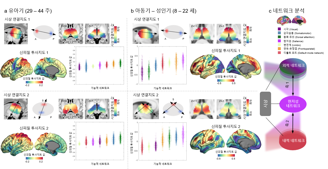 [그림 1] 시상 연결지도와 신피질 투사지도
                시상 연결지도와 신피질 투사지도로 뇌 발달 단계에 따른 연결성의 변화를 보여준다. (a)에서는 유아기(29~44주)의 시상 연결지도 1, 2와 신피질 투사지도 1, 2가 감각 운동 네트워크의 초기 분화를 나타낸다. (b)에서는 어린이와 성인 초기(8~22세)의 지도를 보여주며, 현저성 네트워크(salience network)와의 연결성 확립 및 외부지향 시스템과 내부지향 시스템 간의 구분을 보여준다. 이는 각 신피질 투사지도의 파란색 영역의 위치에서 확인할 수 있는데 지도 1의 경우 외부지향 네트워크를, 지도 1의 경우 내부지향 네트워크를 나타낸다. 각 신피질 투사지도 옆 상자 그림에서는 대뇌피질을 7개의 주요 기능적 네트워크로 구분한 뇌 지도인 ‘Yeo-Krienan 7 네트워크 아틀라스’를 기반으로 신피질 투사지도의 값을 정렬했다. (c)에서는 어린이와 청소년기의 신피질 투사지도에서 도출된 내외부 축의 구분을 도식화해 현저성 네트워크의 중요한 역할을 보여준다. 