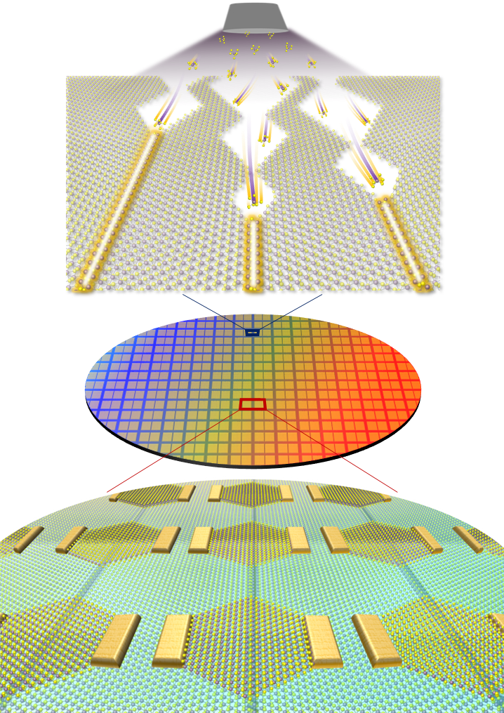 Figure 1. Growth of 1D mirror twin boundary metal and 2D integrated circuit based on the process
    This figure depicts the synthesis of metallic 1D mirror twin boundaries through Van der Waals epitaxial growth (top) and the large-area 2D semiconductor integrated circuit constructed based on these boundaries (bottom). By controlling the crystal structure of molybdenum disulfide at the atomic level using Van der Waals epitaxial growth, metallic 1D mirror twin boundaries were freely synthesized in desired locations on a large scale. These boundaries were applied as gate electrodes to implement ultra-miniaturized 2D semiconductor transistors with channel lengths at the atomic scale.
    
