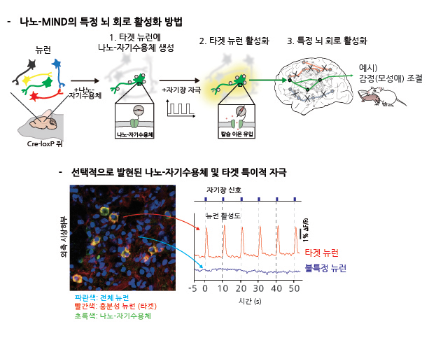 [그림2] 나노-MIND 기술을 통한 특정 뉴런 및 뇌 회로 활성화
      위) 1. Cre-loxP 유전공학 기술이 적용된 쥐 모델에서 원하는 타겟 뉴런에만 선택적으로 나노-자기수용체 발현. 2. 회전자기장 자극을 주었을 때, 타겟 뉴런의 나노-자기수용체가 활성화됨. 3. 타겟 뉴런이 관여하는 뇌 회로가 선택적으로 활성화되고 제어됨.
      아래) 외측 시상하부의 나노-자기수용체 발현 모습 및 타겟 뉴런 활성화 모습. 나노-자기수용체(초록색)는 타겟 뉴런(빨간색)에만 선택적으로 발현하고 자기장 신호에 의해 활성도가 증가함.

